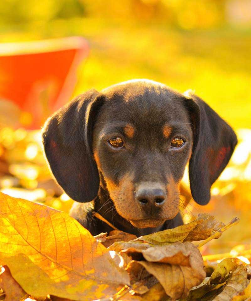 My dog swallowed something. What should I do? Hudson Veterinary Hospital