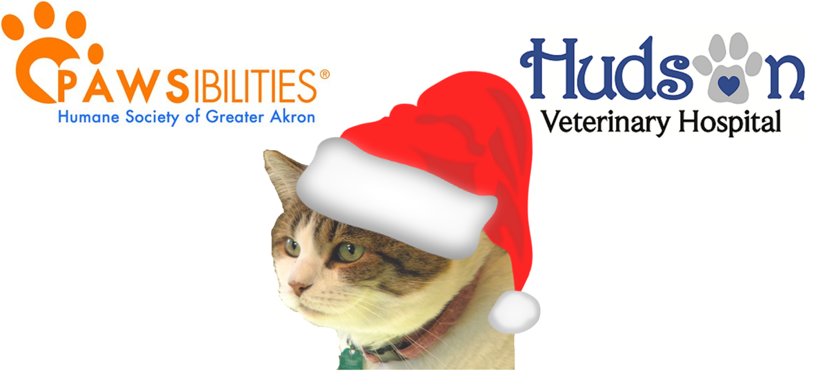 Donate Pet Supplies to Help Homeless Pets Hudson Veterinary Hospital