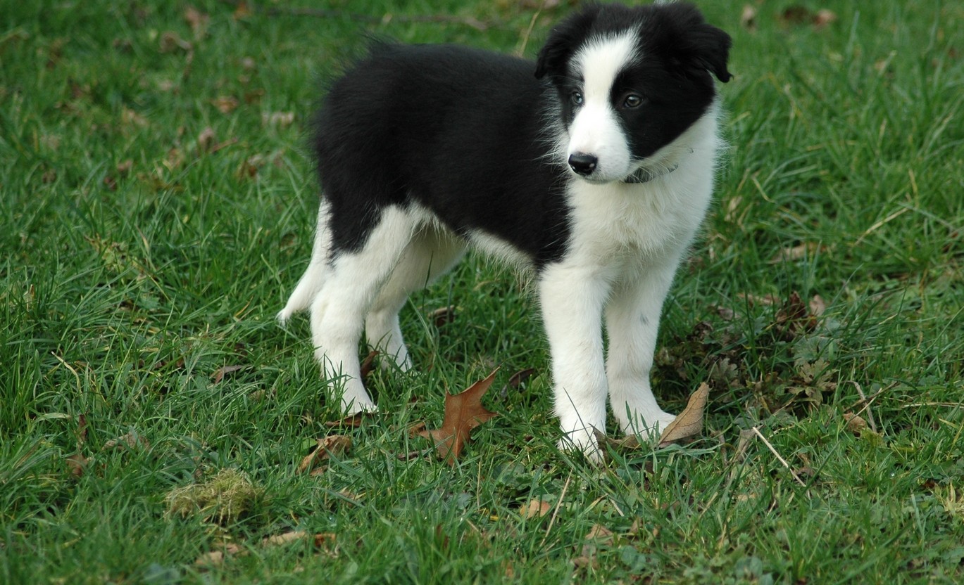 What Dog Breed is Right for Me? Hudson Veterinary Hospital